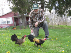 Steve Spratt, feeds some of his chickens at his Hill Road Farm. Spratt, along with other area farmers, keep an eye on predators. Photo by Patrick McAbee. 