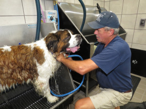 IMG_4009 Sarge getting a Bath1
