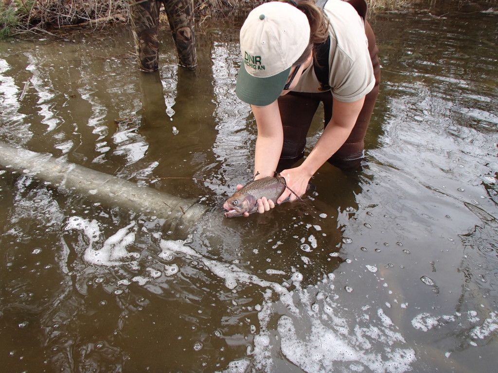 Spring trout stocking set for Kearsley Creek The Citizen