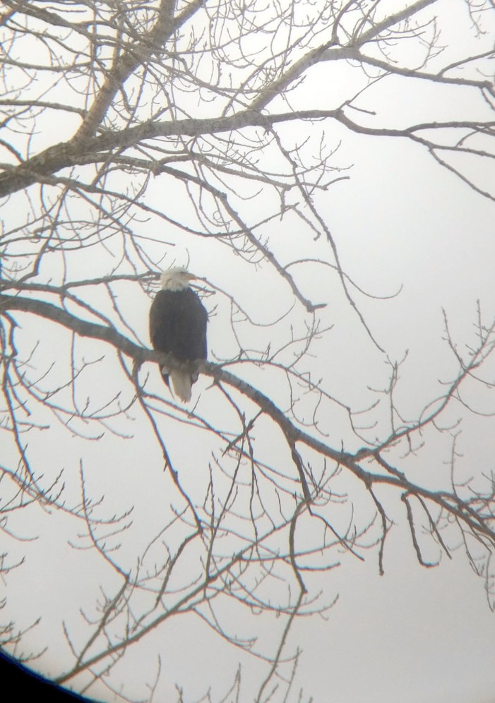 Bald eagles soaring locally, statewide