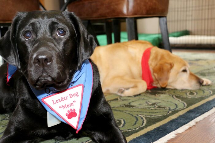 Puppy tales:Raising Leader Dogs for the Blind
