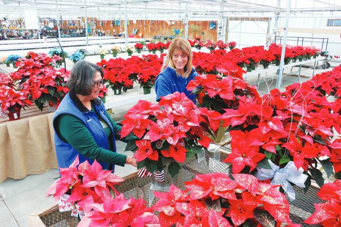 A passion for poinsettias