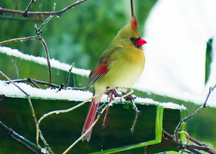 Cold cardinal